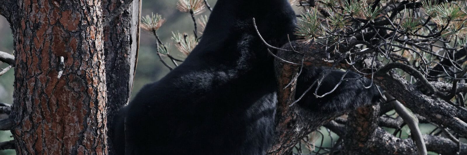 Estes Park Colorado Black Bear up a tree