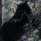 Estes Park Colorado Black Bear up a tree