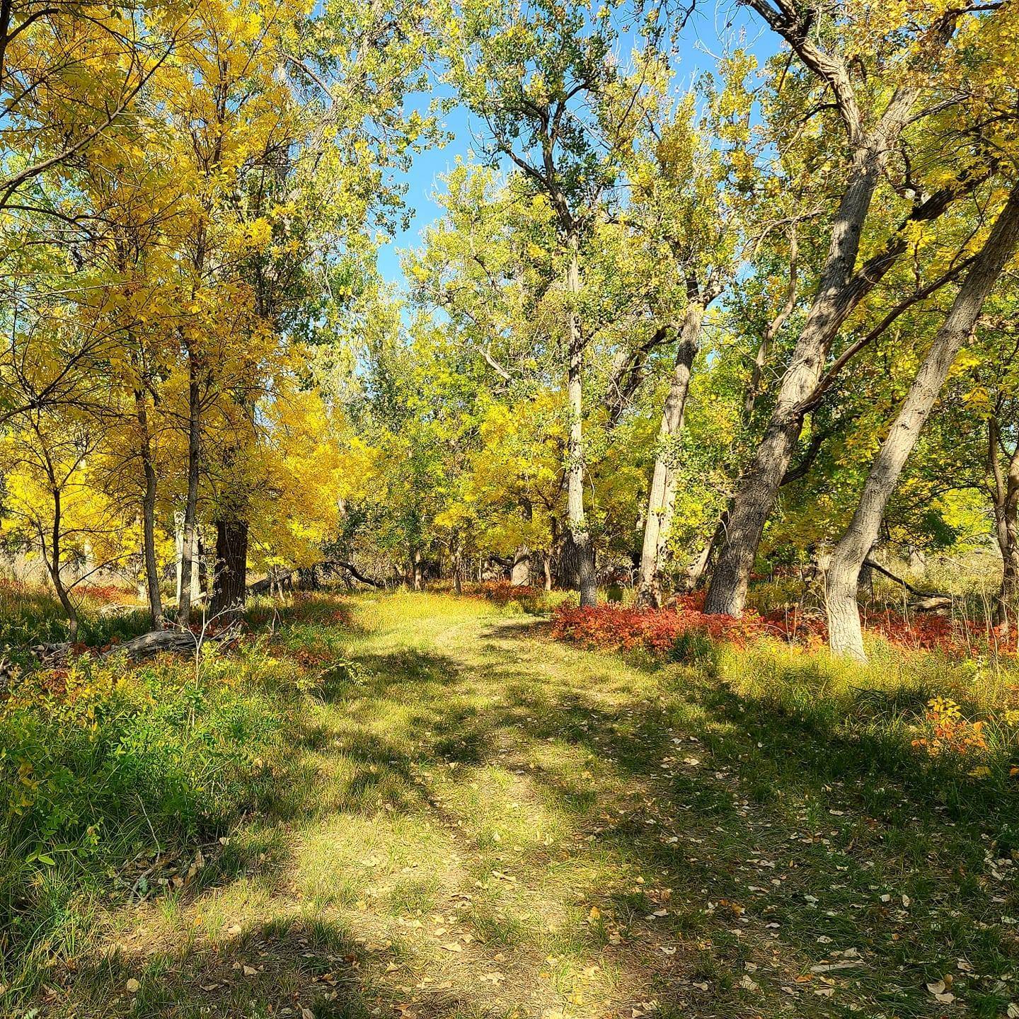 Grass clearing in the woods