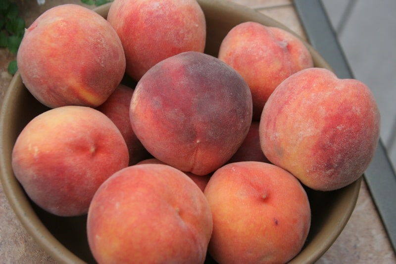 Basket of Palisade peaches