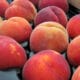 Palisade Peaches from Suncrest Orchard sold in Denver CO