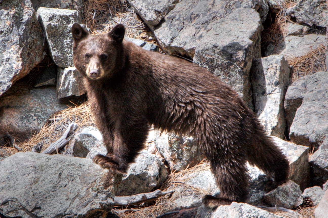 Young Black Bear in Poudre Canyon Northern Colorado