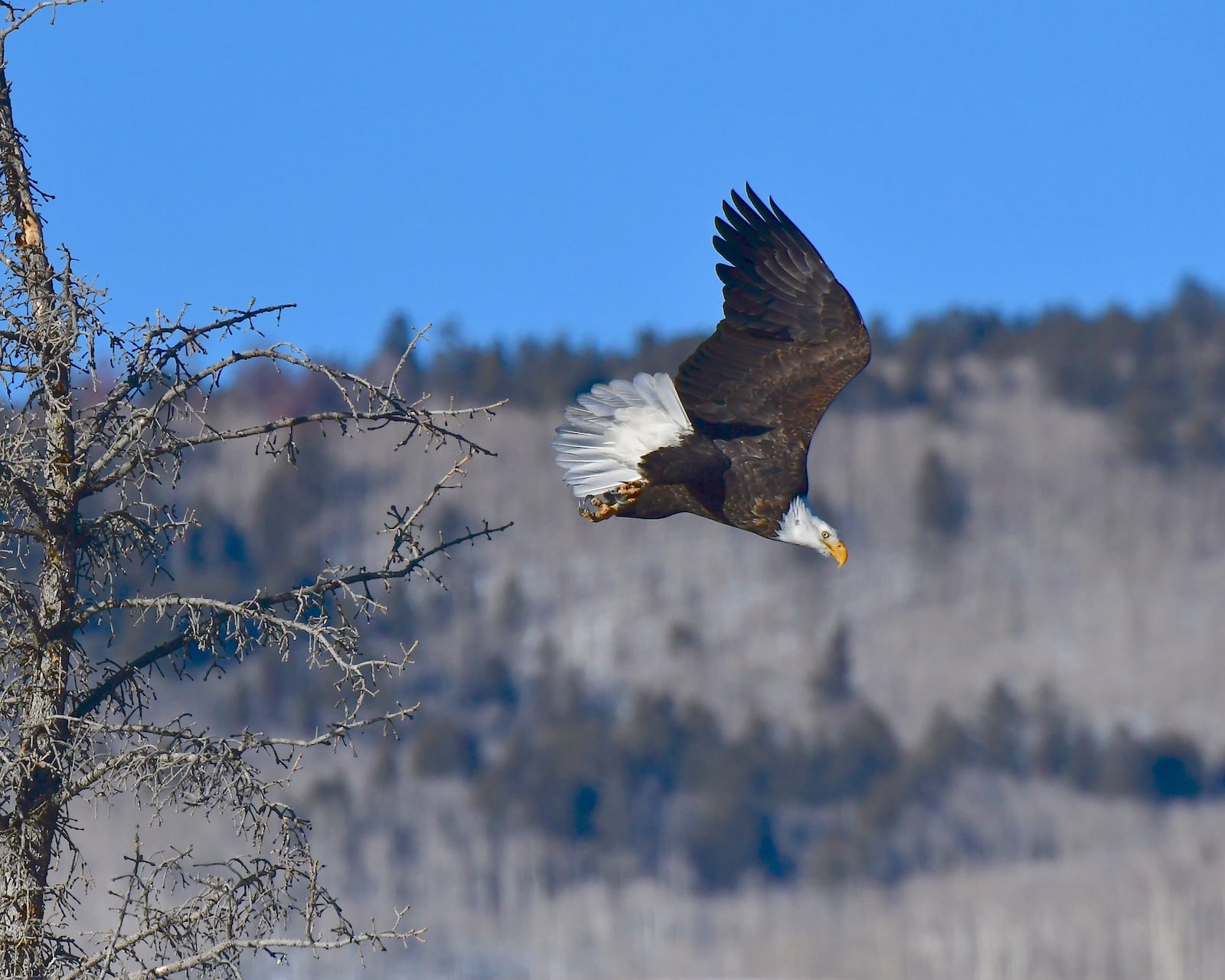 Bald Eagle Flying in Gunnison County