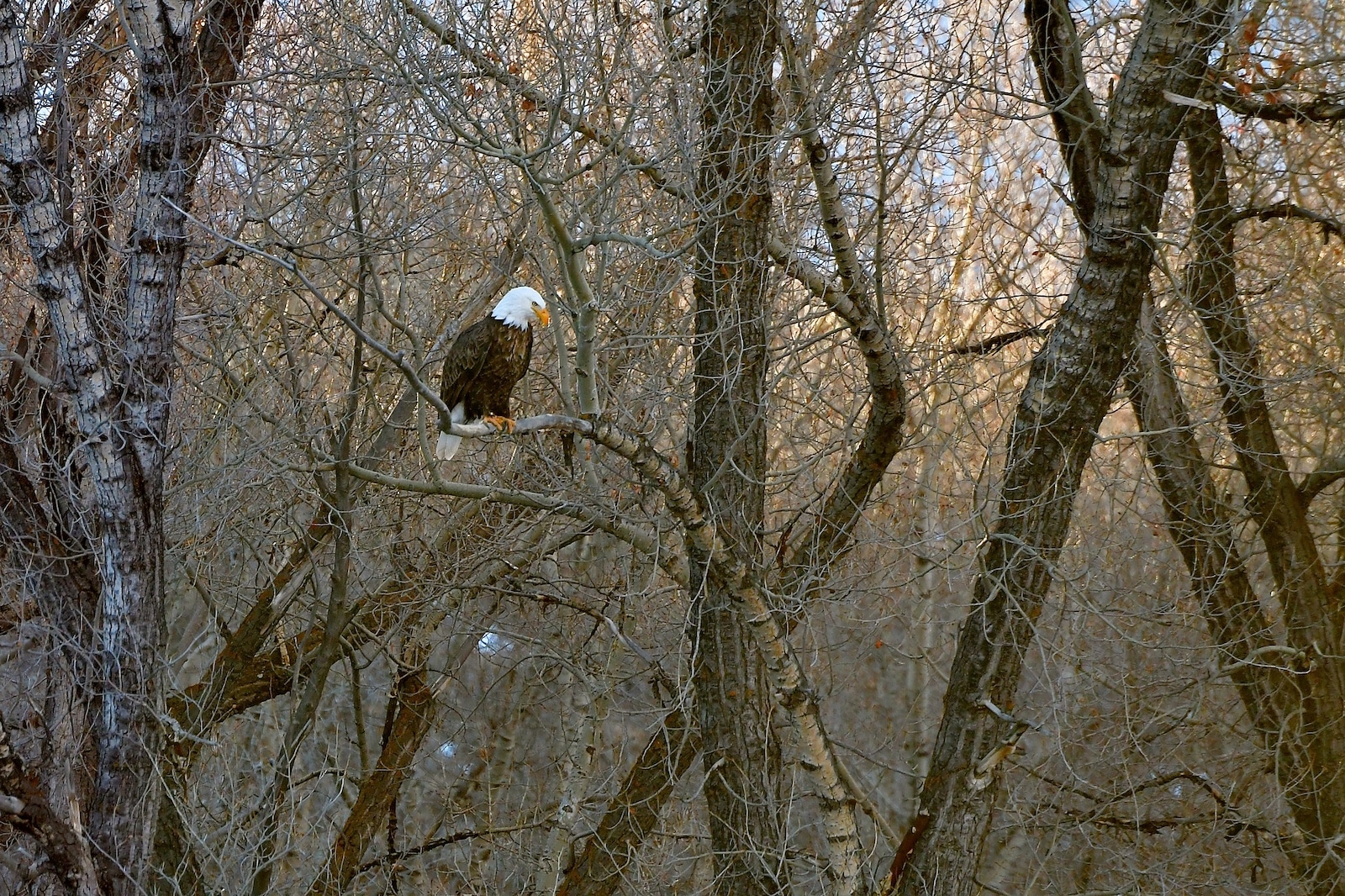 Almont Colorado Bald Eagle Highway 135