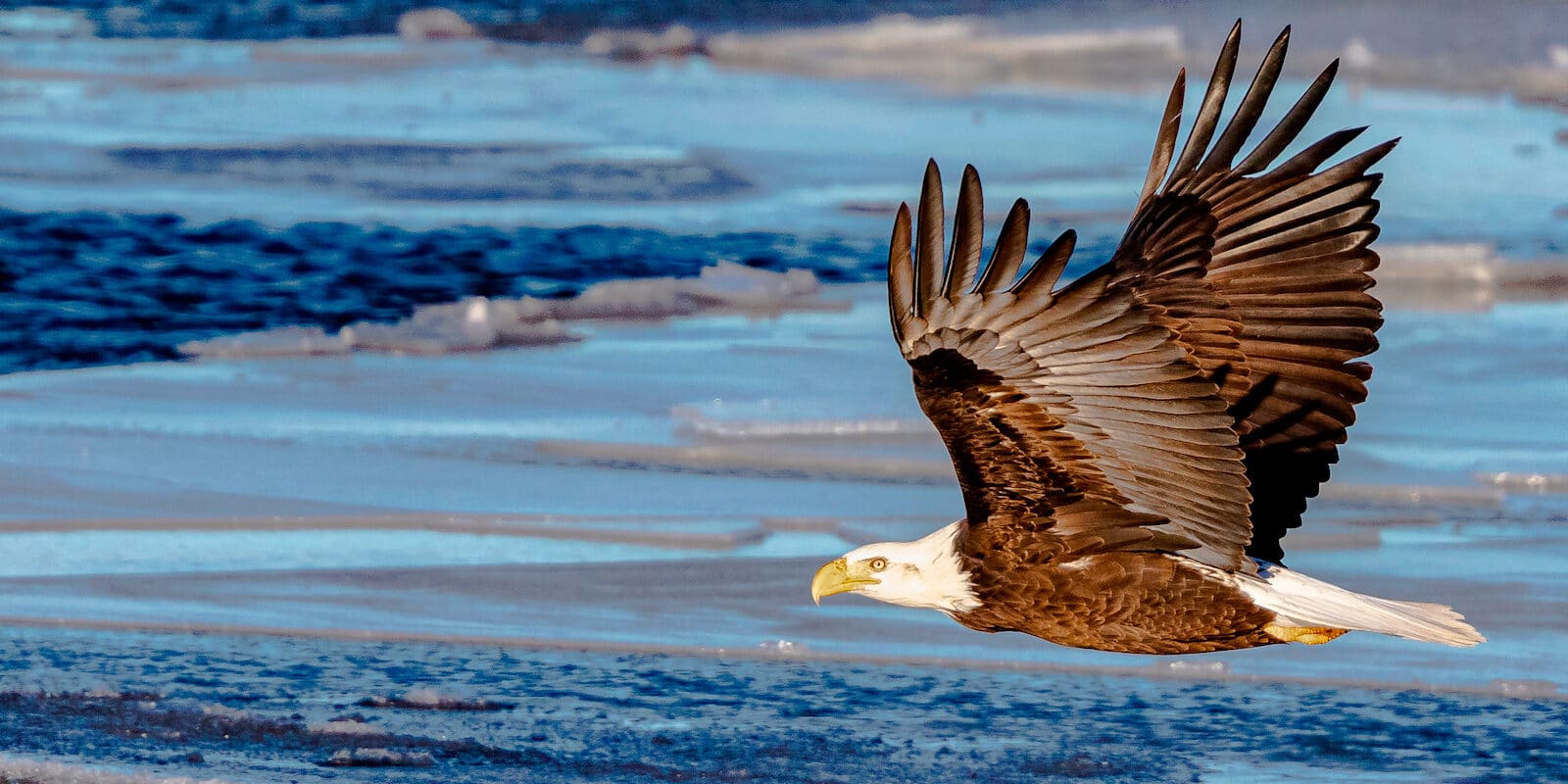 Bald Eagle Chatfield Reservoir Frozen Lake Colorado