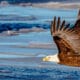 Bald Eagle Chatfield Reservoir Frozen Lake Colorado