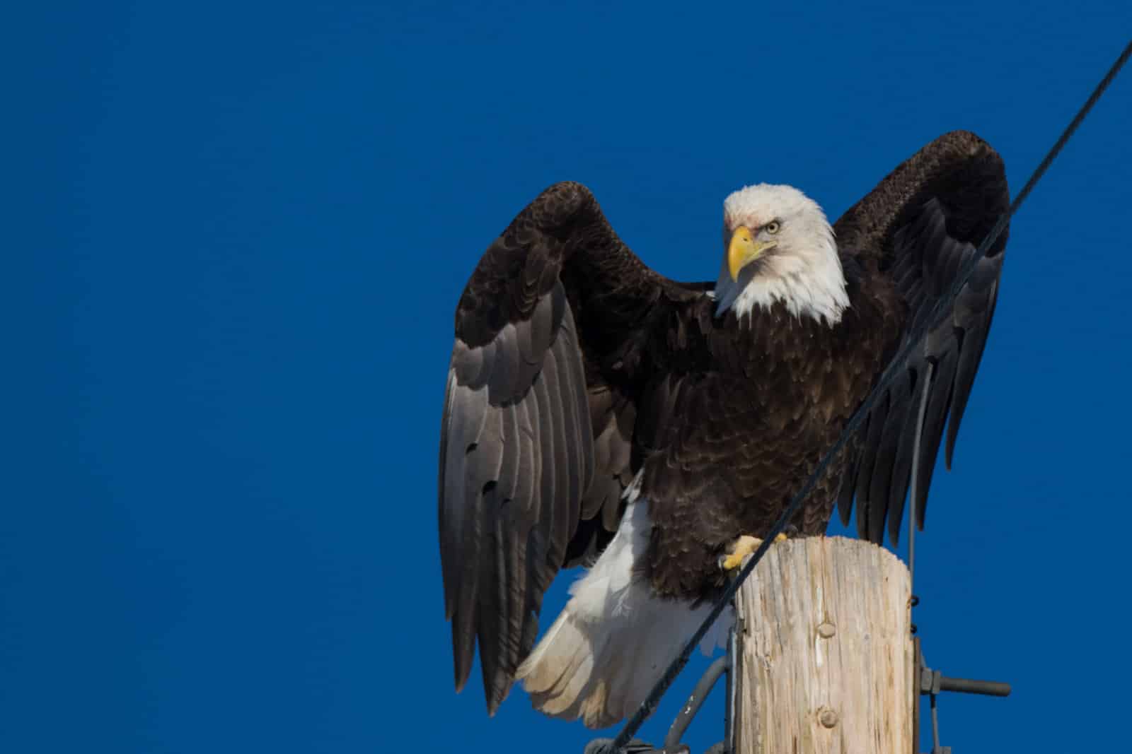 Bald Eagle Power Pole Craig Colorado