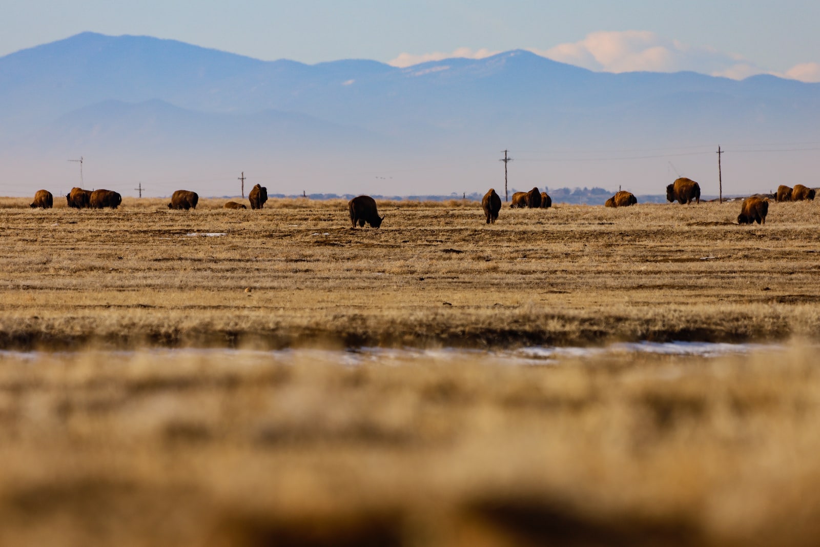 Grazing Bison, Rocky Mountain Arsenal National Wildlife Refuge, Central Park, Denver, Colorado