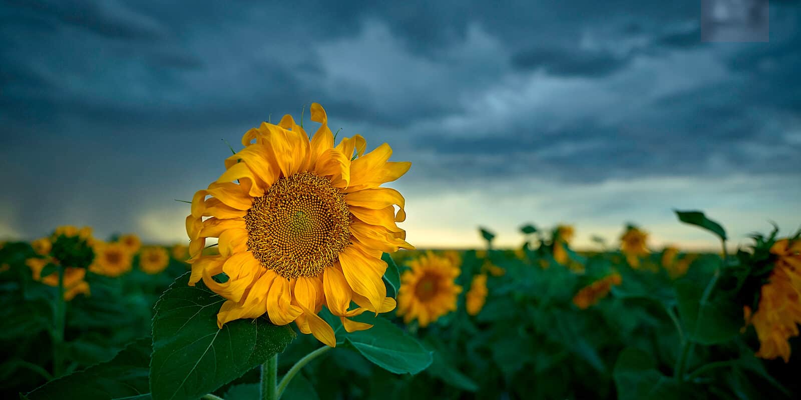 Big Sunflower in Byers Colorado