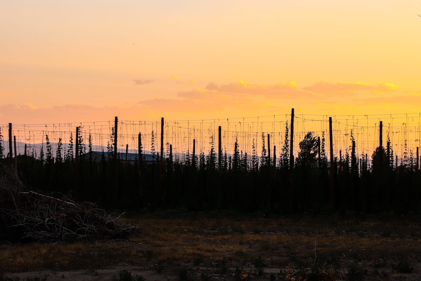 Hop Yard Sunset Palisade Colorado