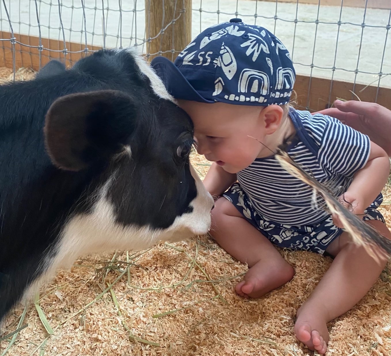 Image of a baby and cow touching heads at the Luvin Arms Animal Sanctuary in Erie, Colorado