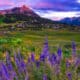 Mount Crested Butte Summer Sunset Colorado Wildflower