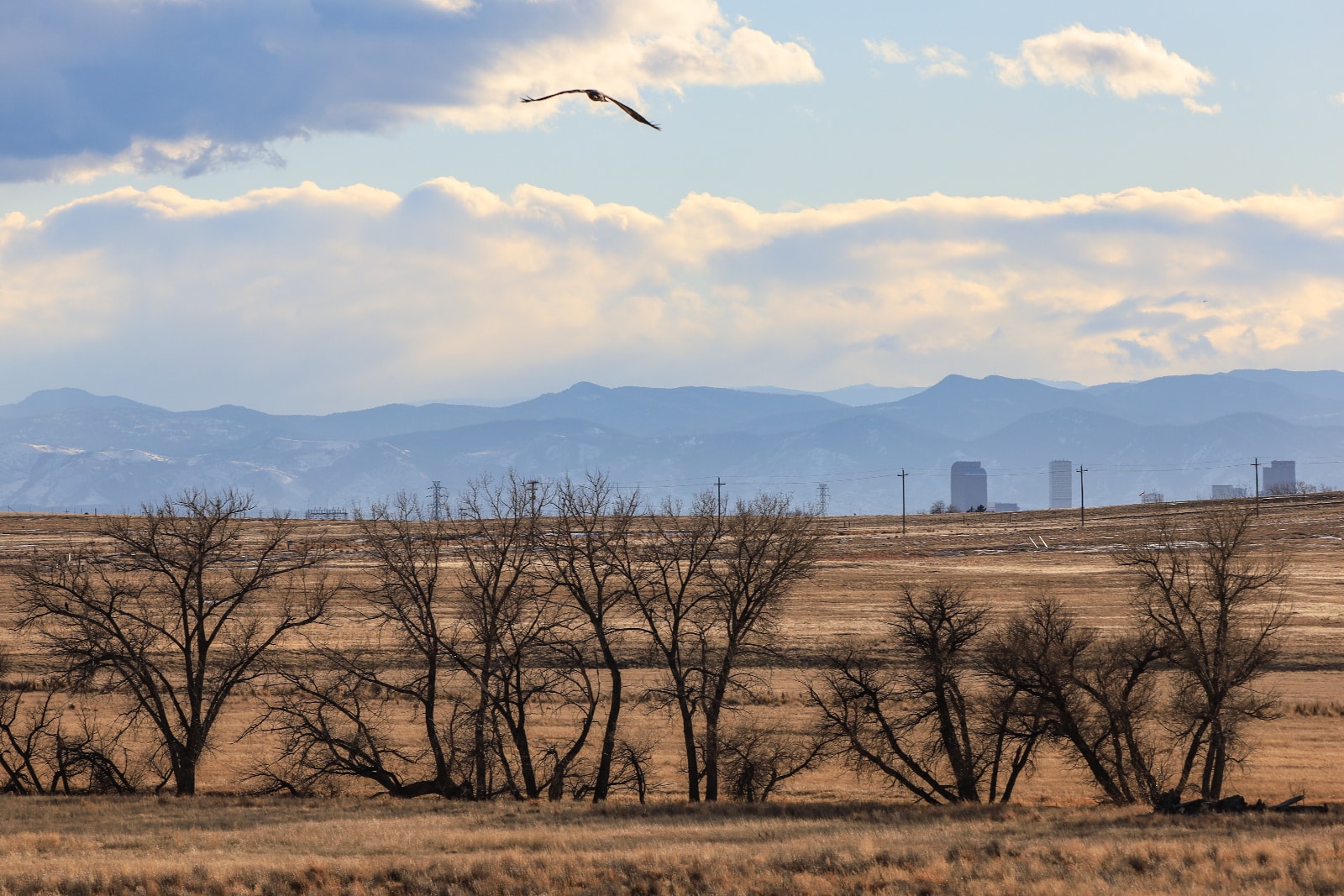 Rocky Mountian Arsenal National Wildlife Refuge, Bird, Central Park, Denver, Colorado