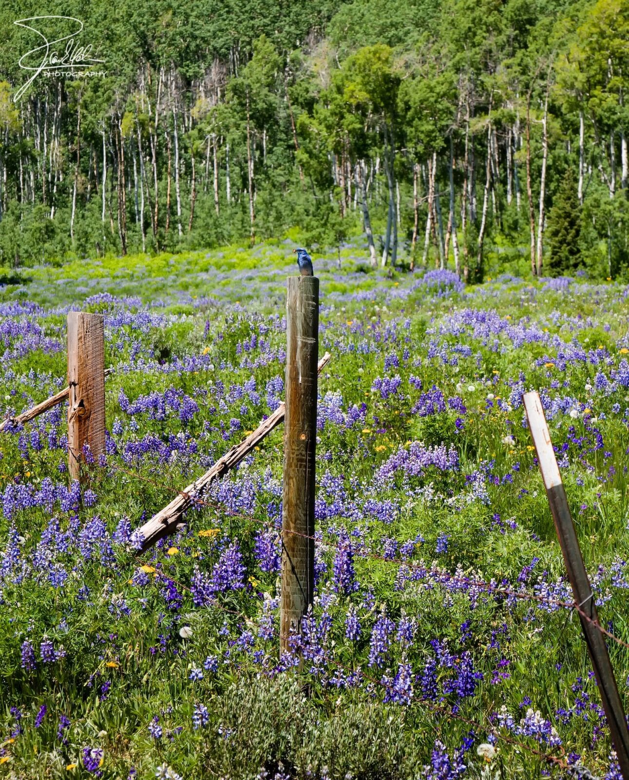 Snodgrass Trail Crested Butte CO