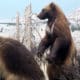 Wolverines on display at Denver Museum of Nature and Science