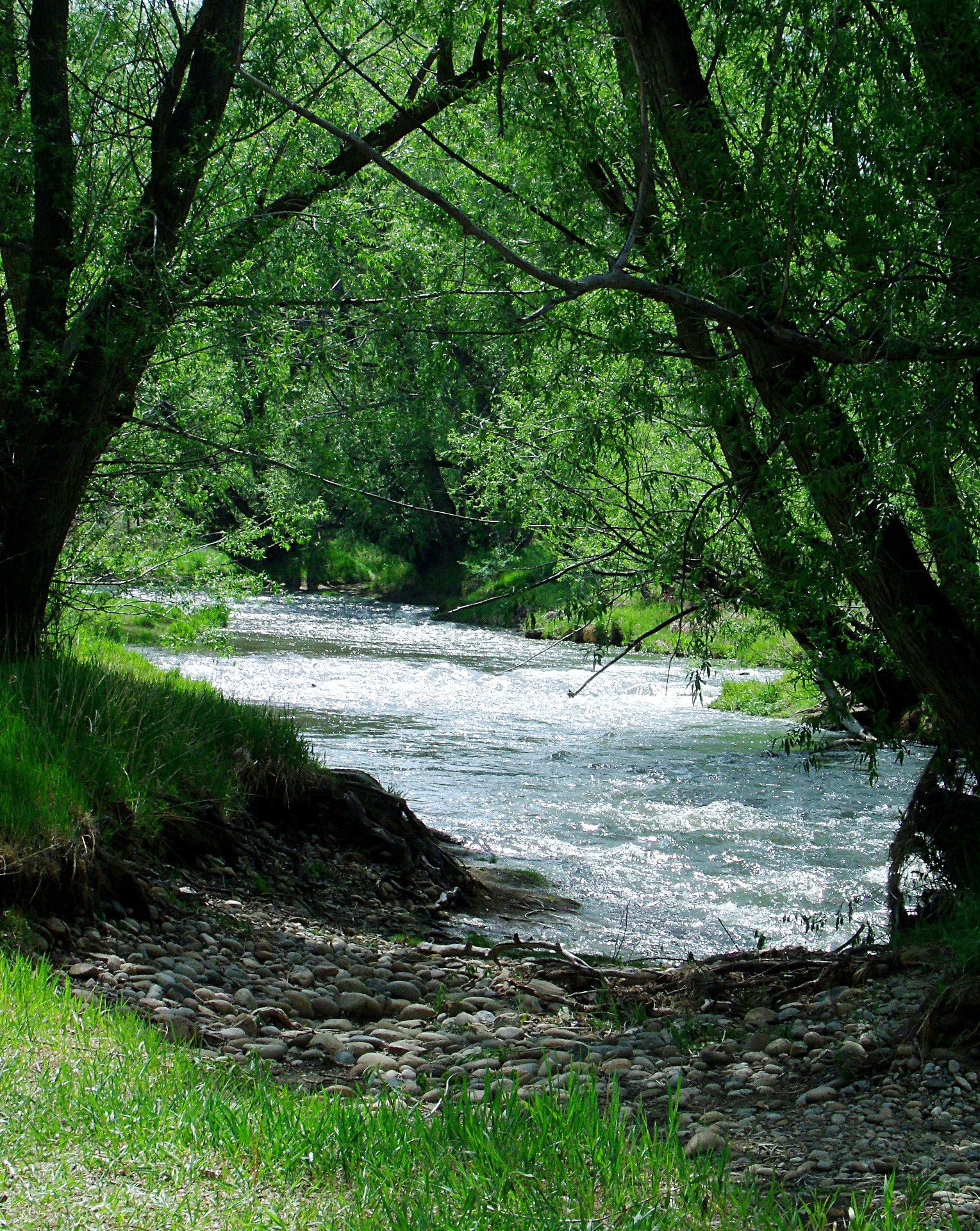 Creek running along a trail in the forest