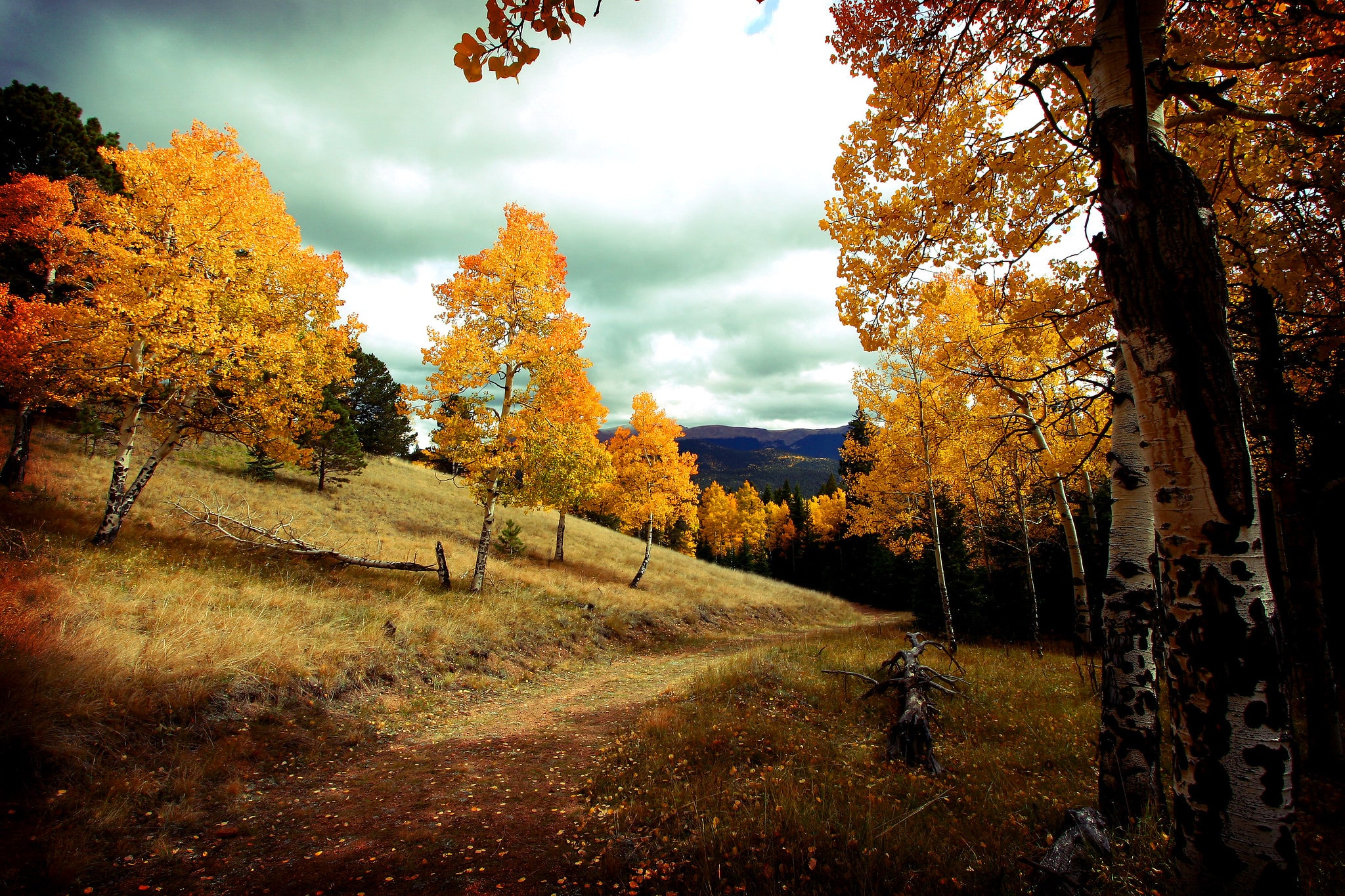 Golden leaves on trees in a state park