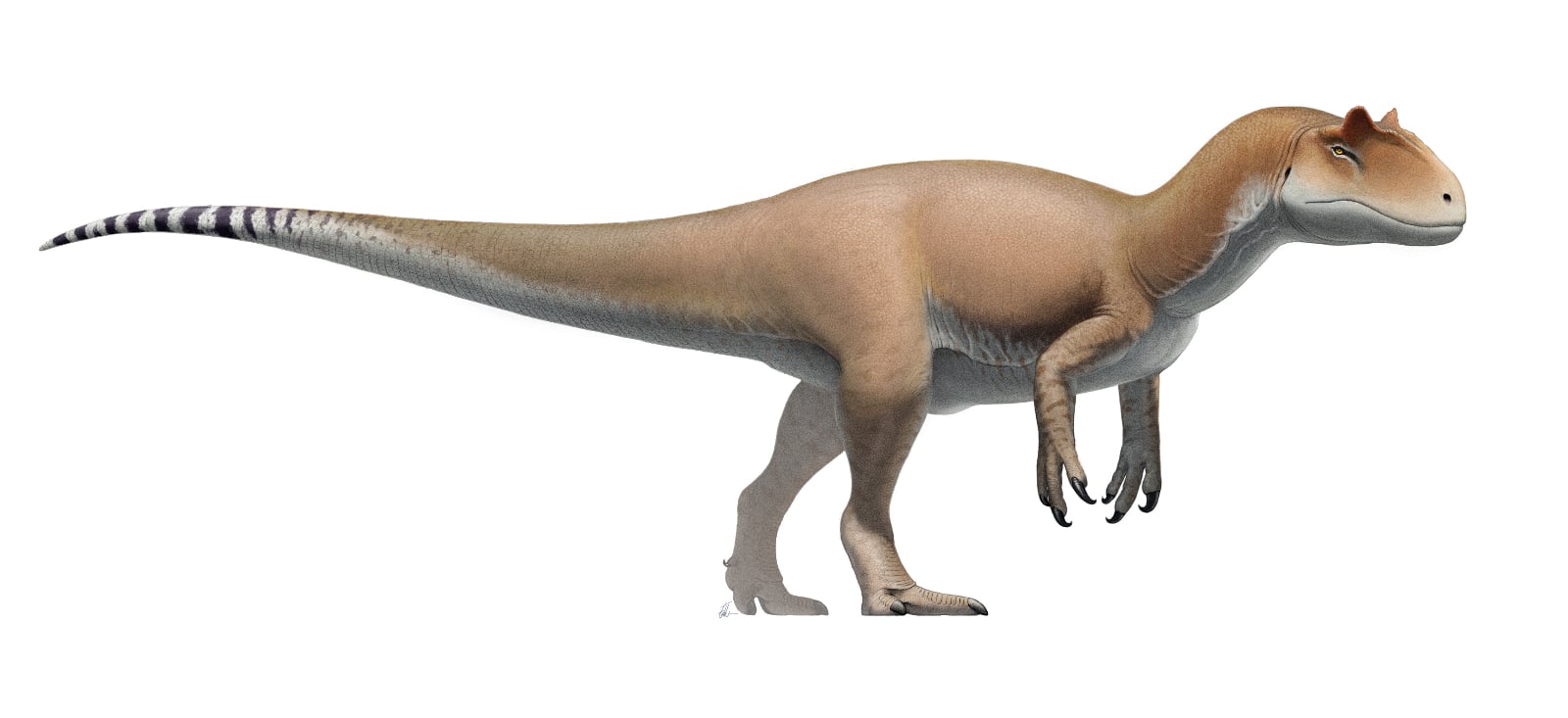 Reconstruction of an Allosaurus