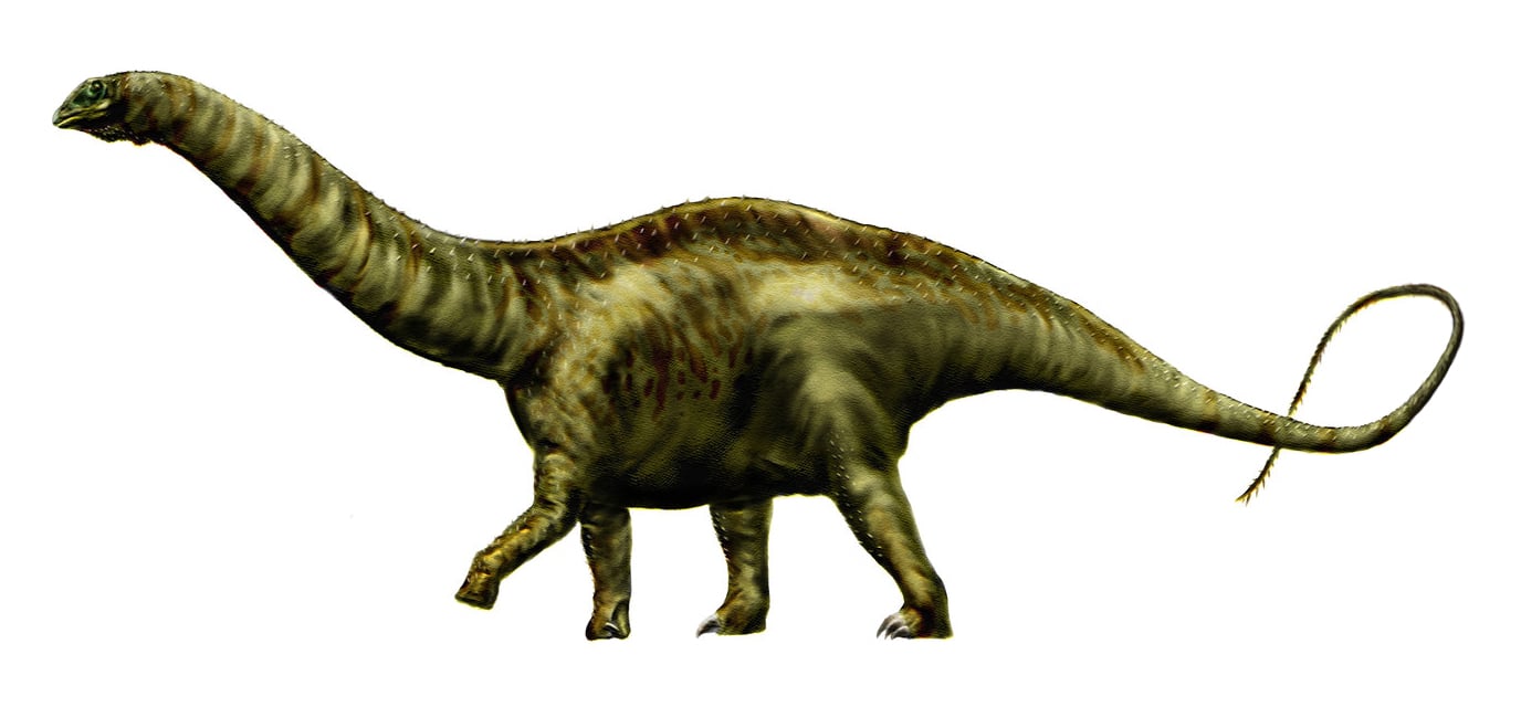 Reconstruction of an Apatosaurus