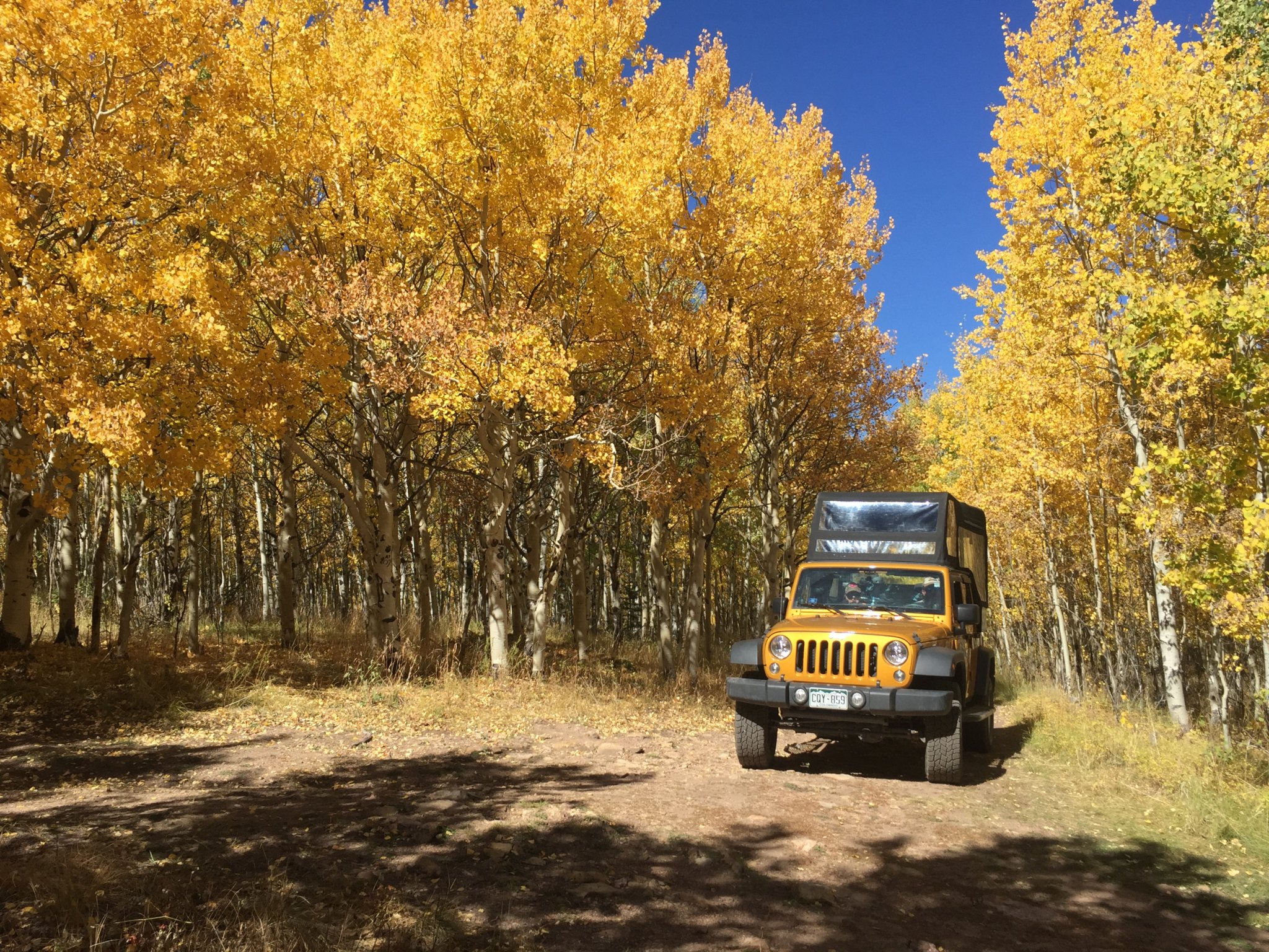 Aspen trees around a yellow jeep