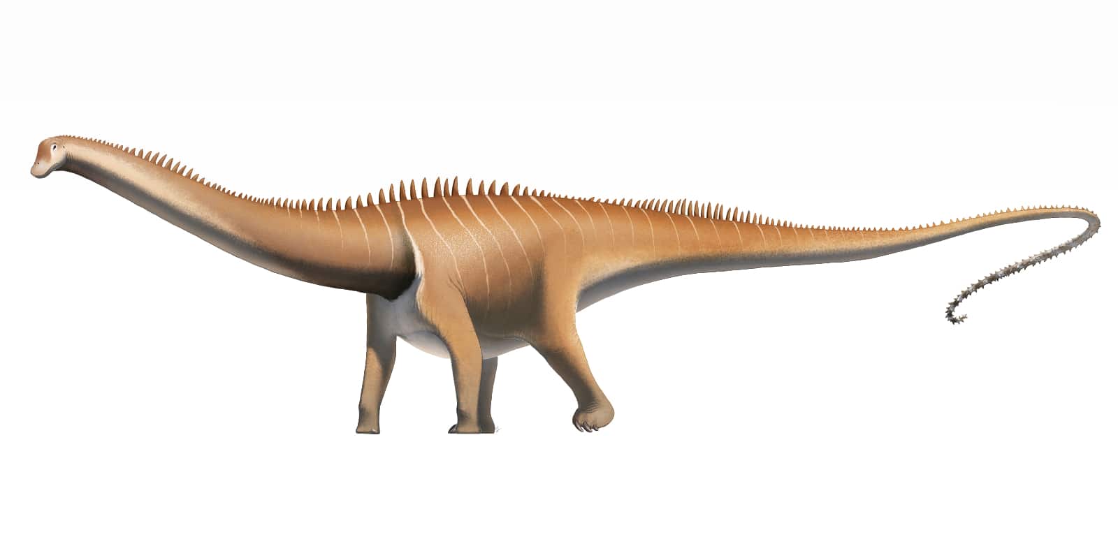 Reconstruction of a Diplodocus