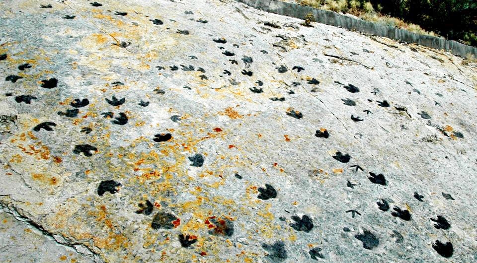 Dinosaur Tracks Fossilized in Colorado