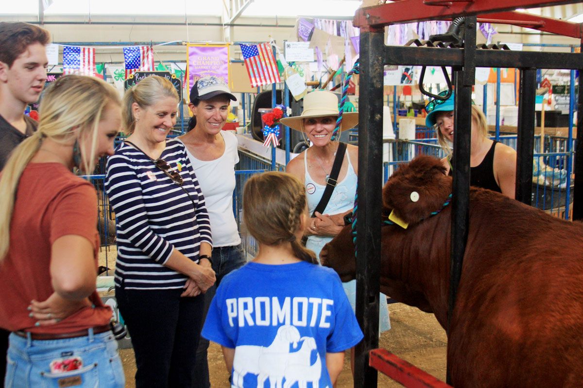 People gathered around a cow