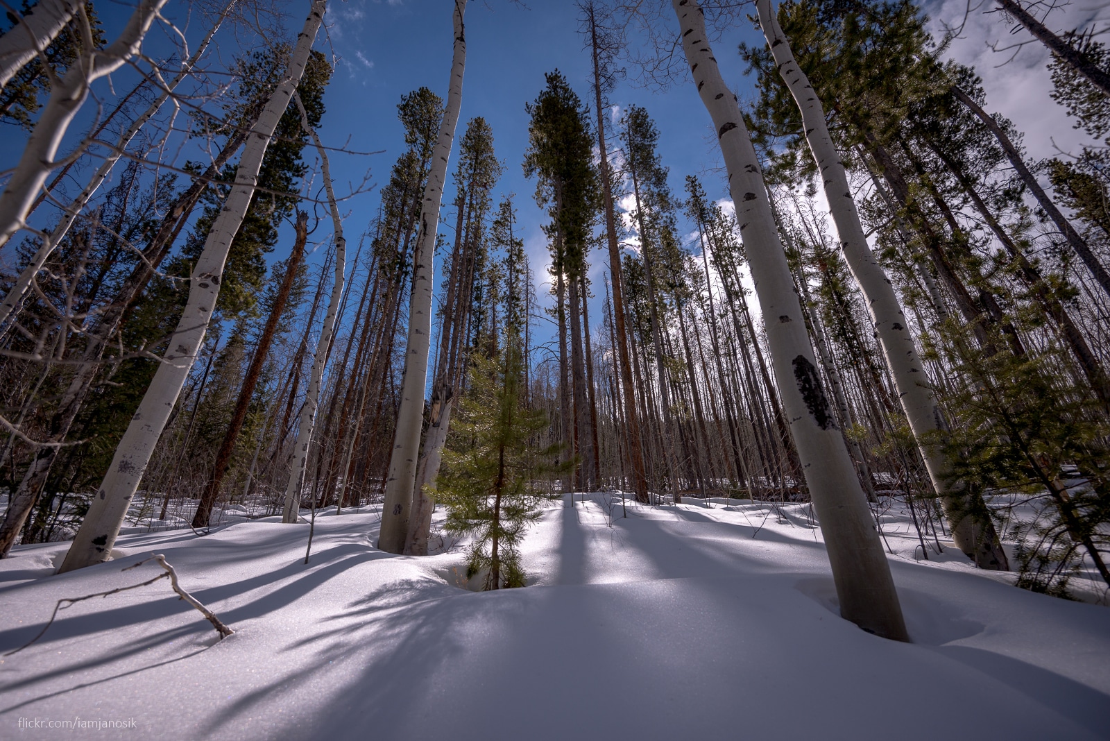 Forest Snow in Colorado