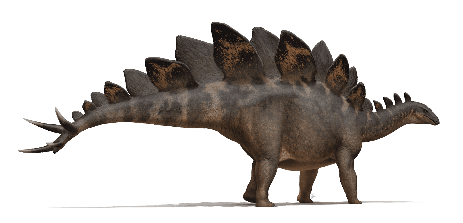 Reconstruction of a Stegosaurus