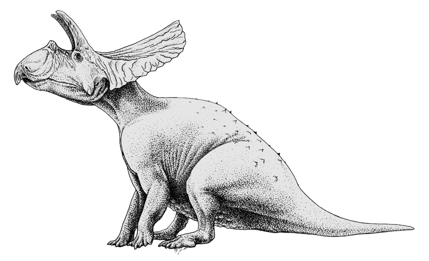 Reconstruction of a Triceratops