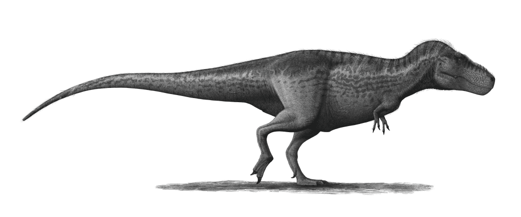 Reconstruction of a Tyrannosaurus Rex