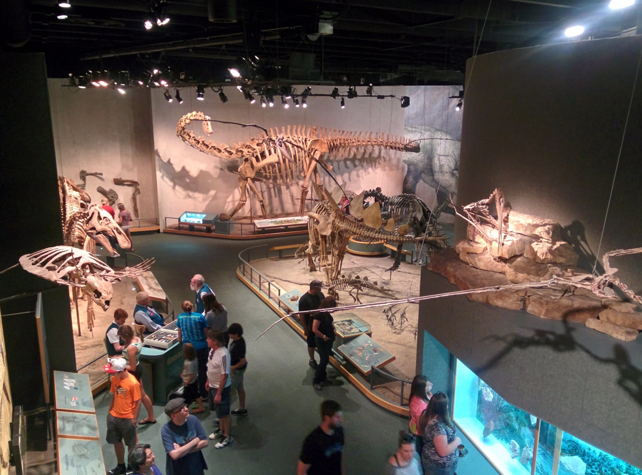 Dinosaur exhibit in museum