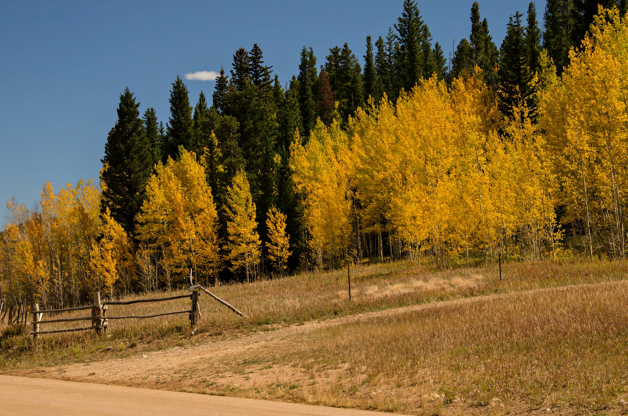 Golden aspen trees along the road