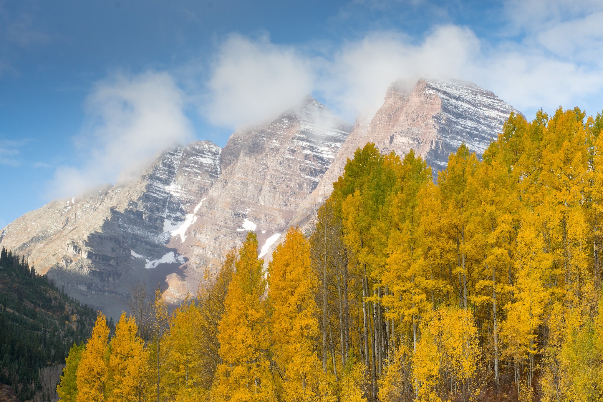 Golden aspens in front of snow-capped mountains