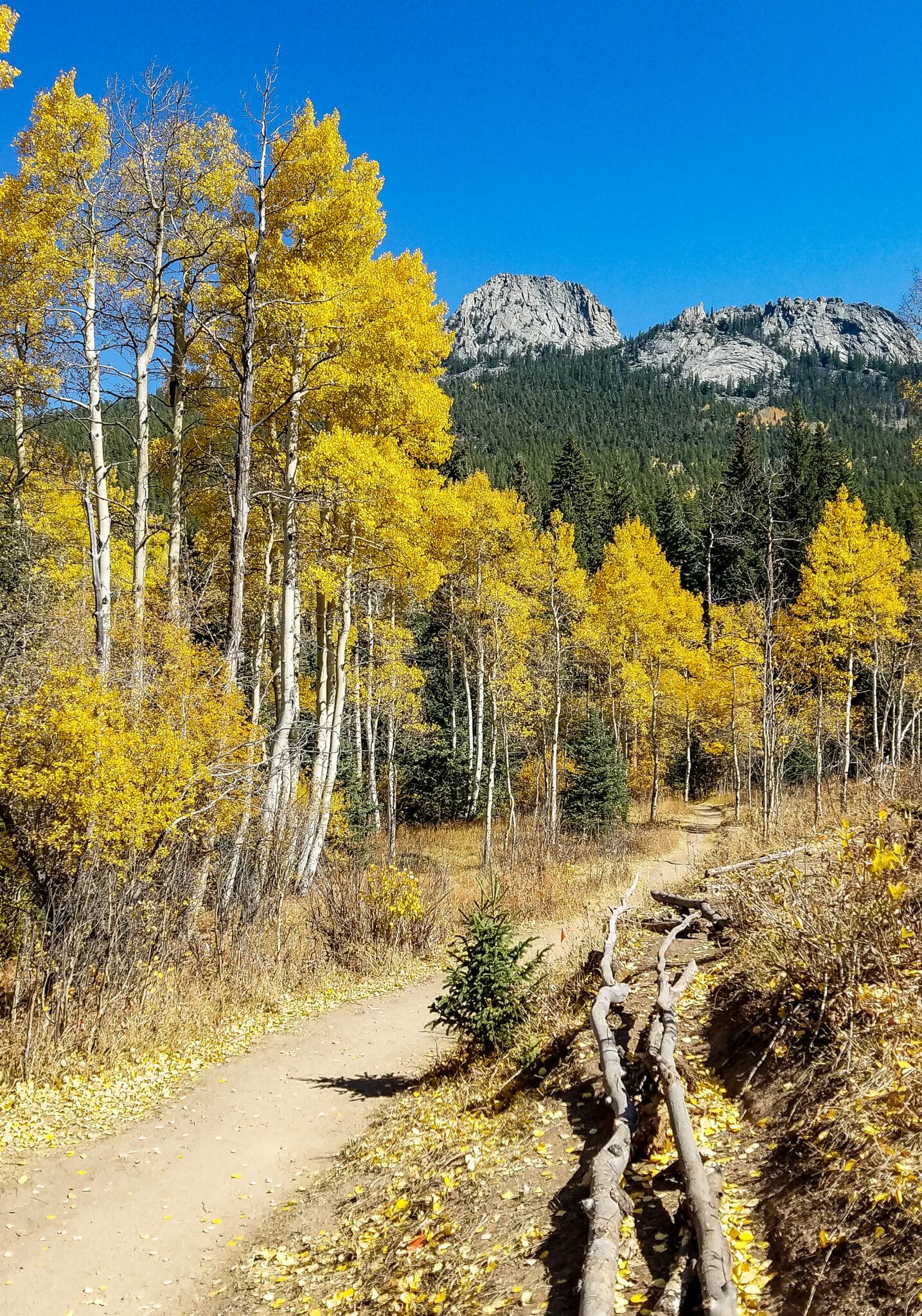 Pohon Aspen di sepanjang jalur pendakian