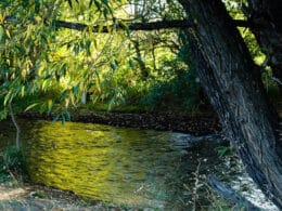 Boulder Creek early in the morning East Boulder Colorado