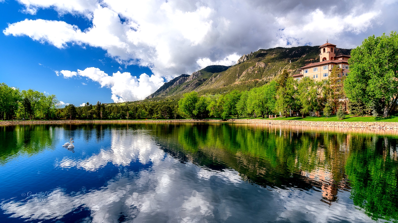 Swans swim in lake beside the broadmoor hotel in Colorado Springs