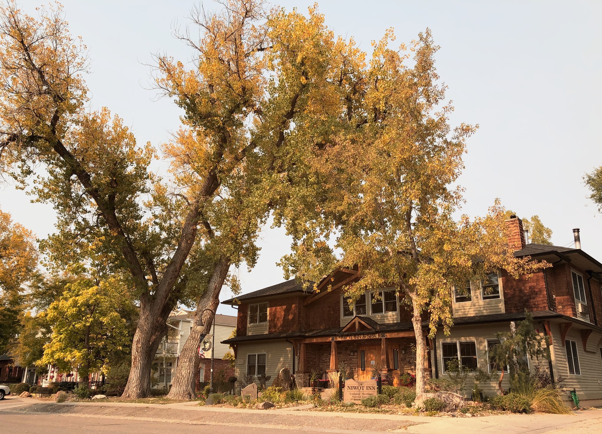 Huge autumn tree over bed and breakfast