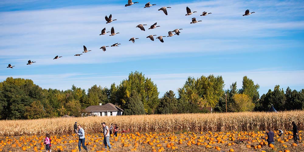 Pumpkin patch with a flock of geese flying over