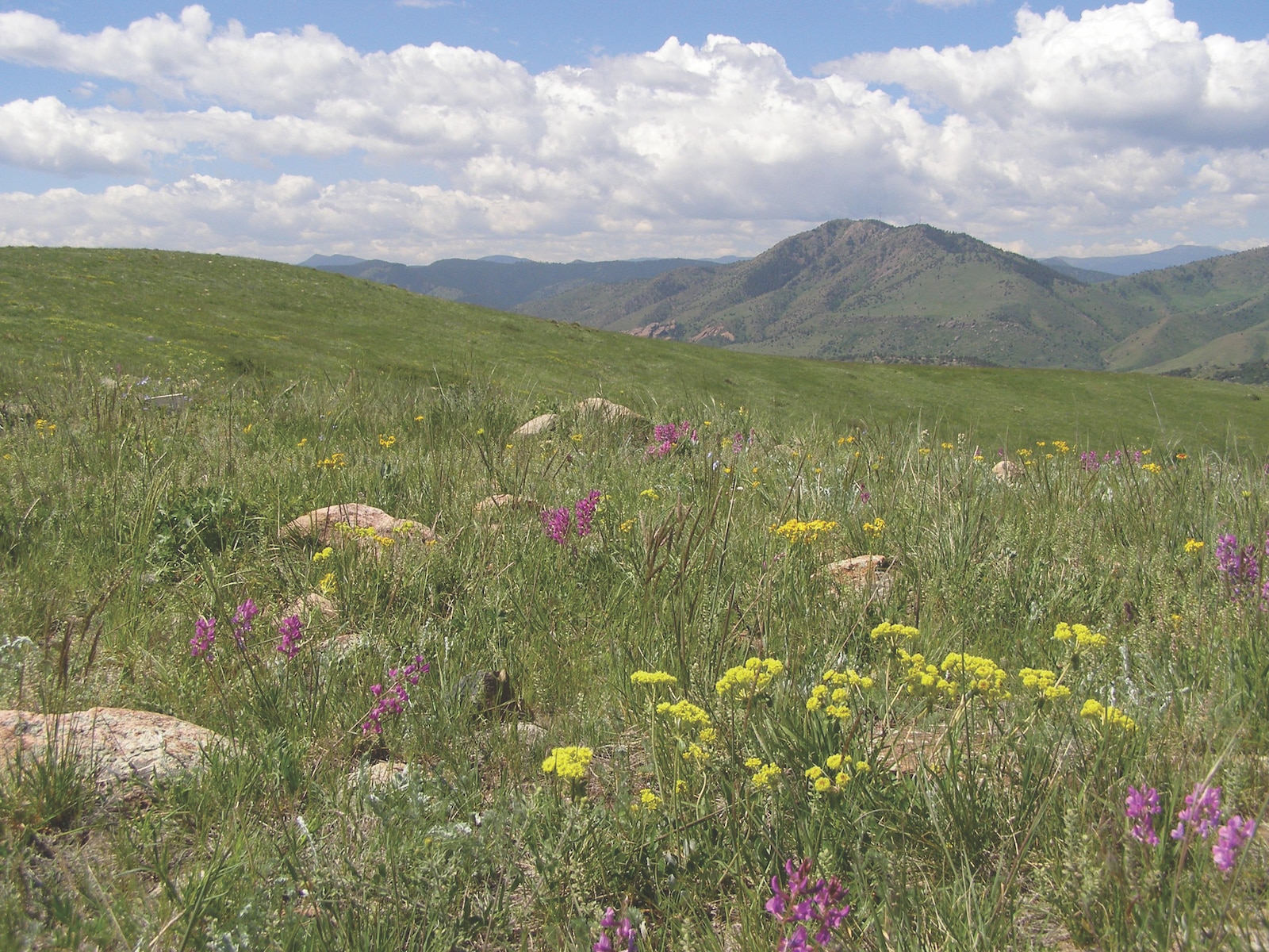 WF Hayden Green Mountain Park Wildflowers Colorado