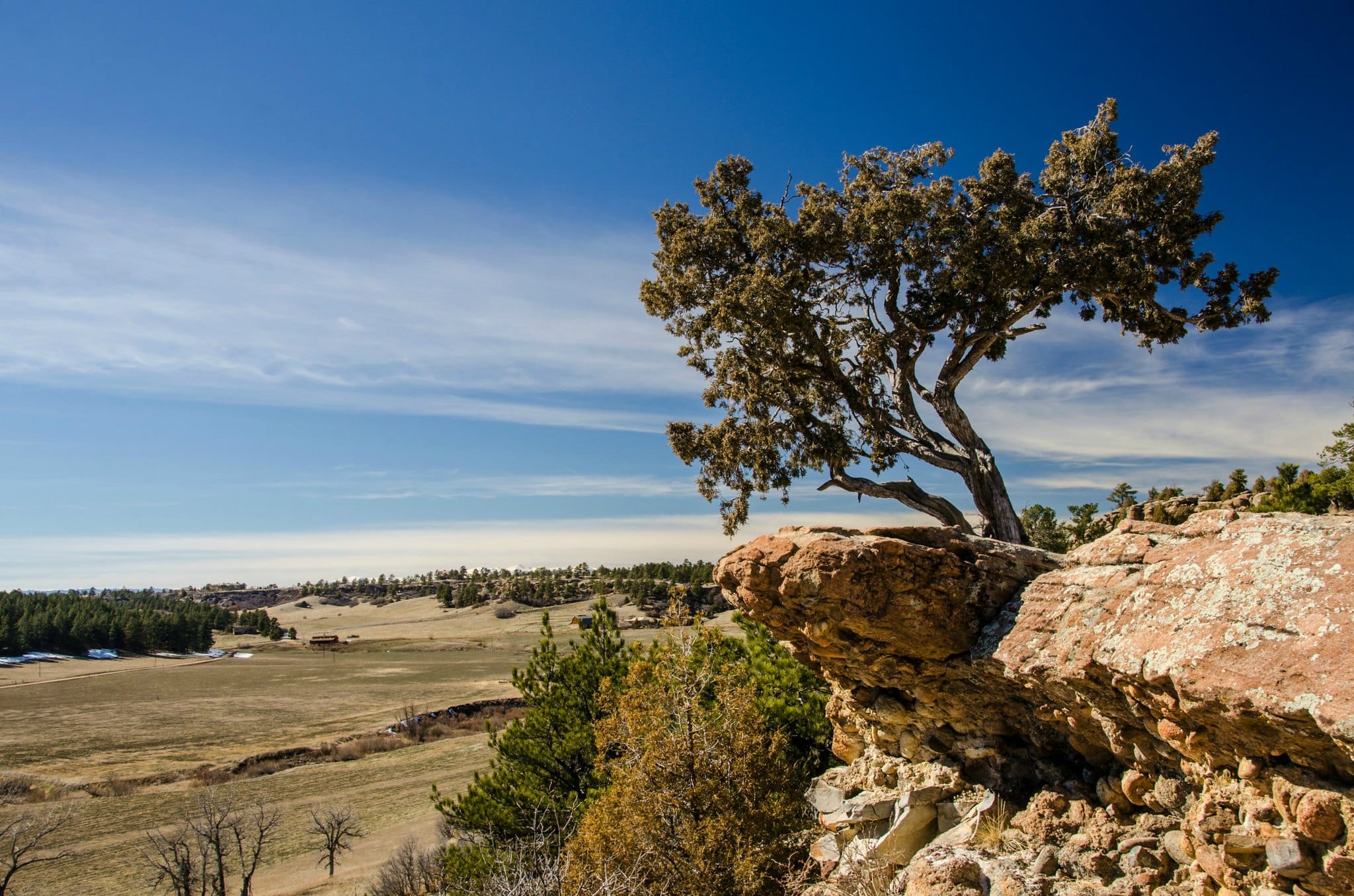 Tree hanging off the edge of a rock mesa at Colorado state park