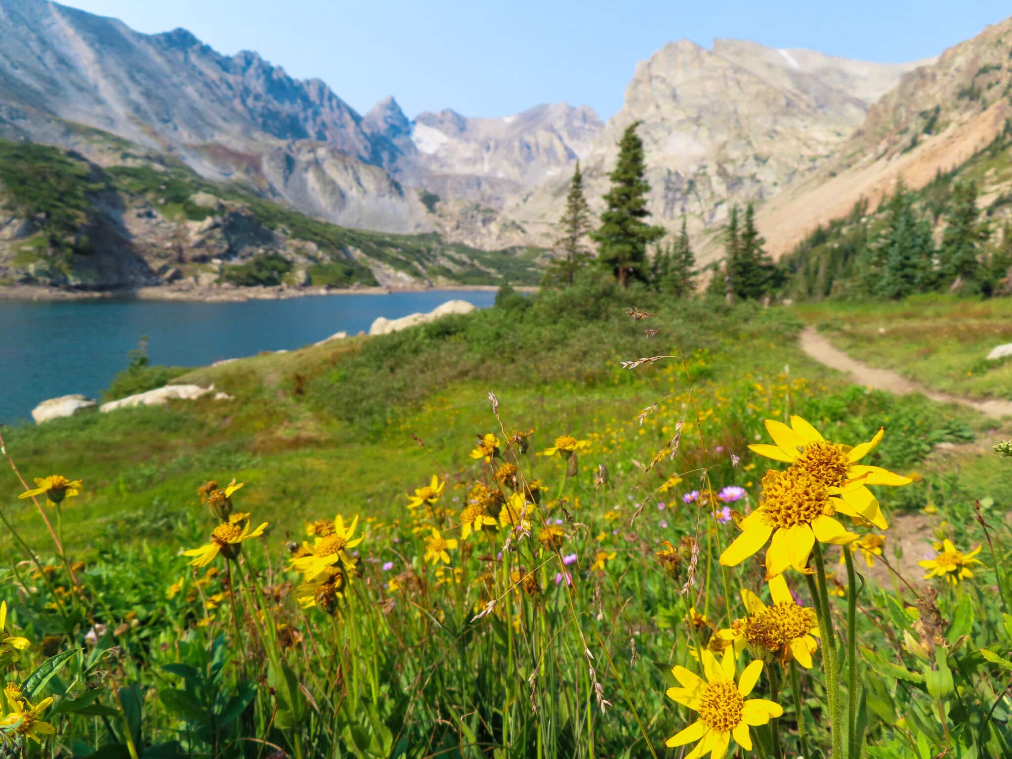 Yellow wildflowers in grass meadow in front of blue lake in the mountains