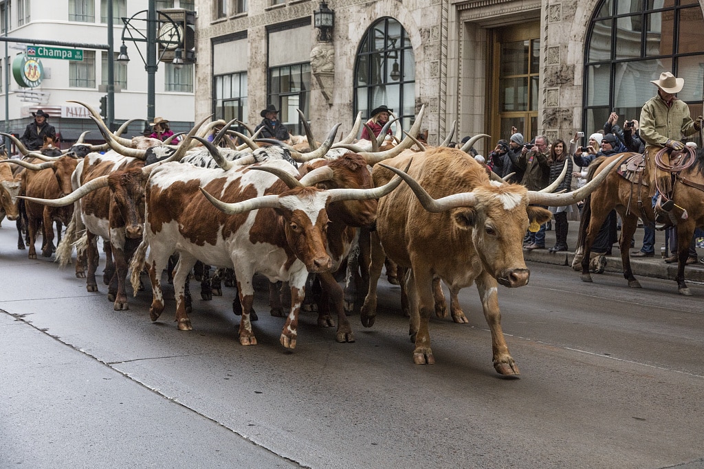 National Western Stock Show, Colorado