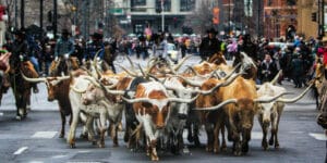 National Western Stock Show, Denver