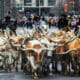 National Western Stock Show, Denver