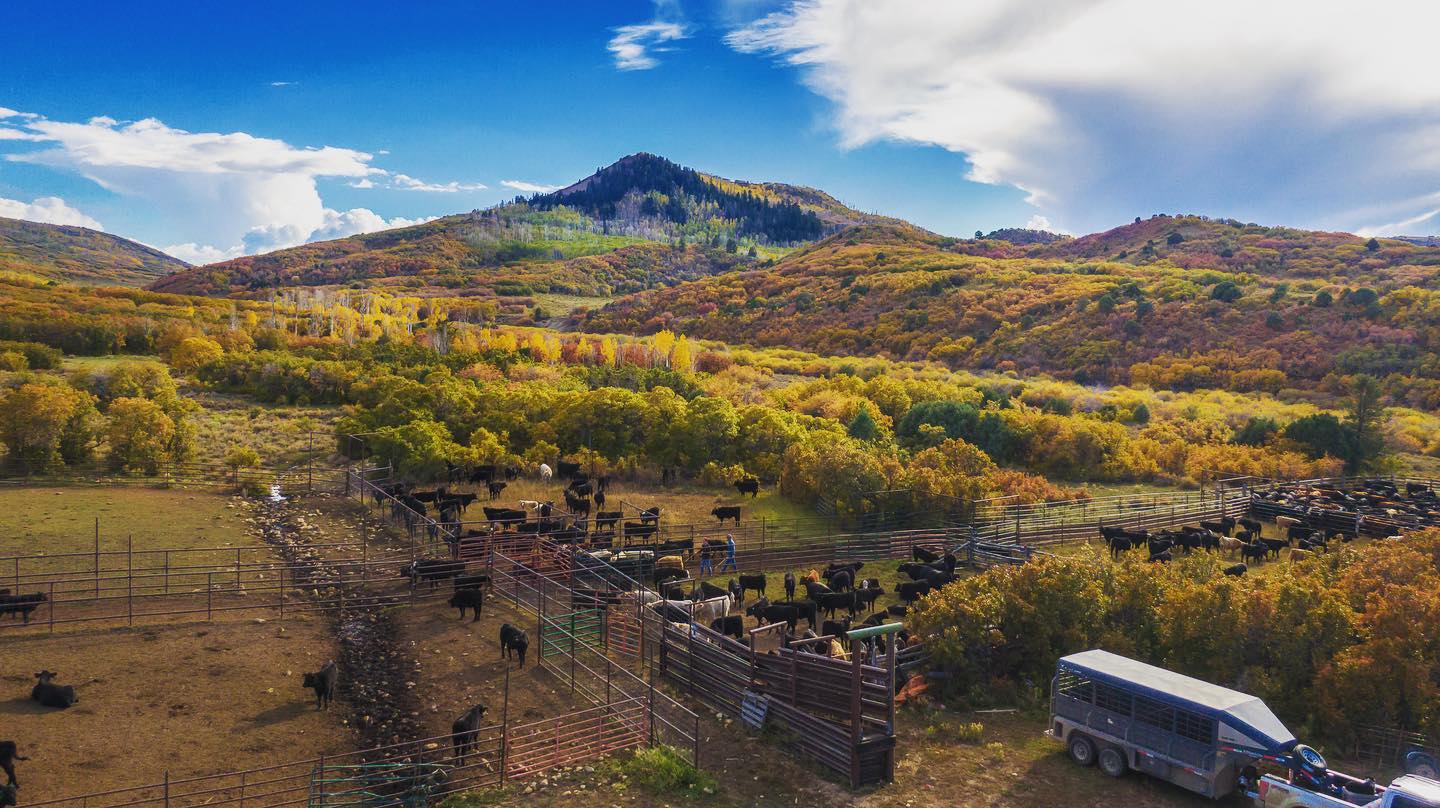 Autumn leaves on a Colorado ranch