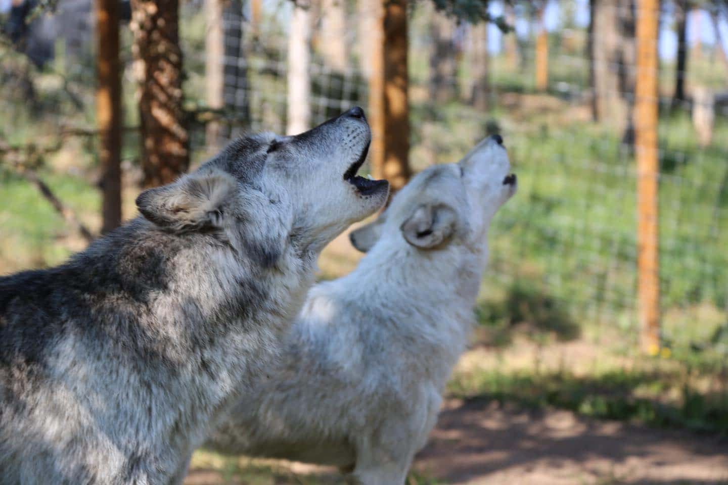 Two wolves howling