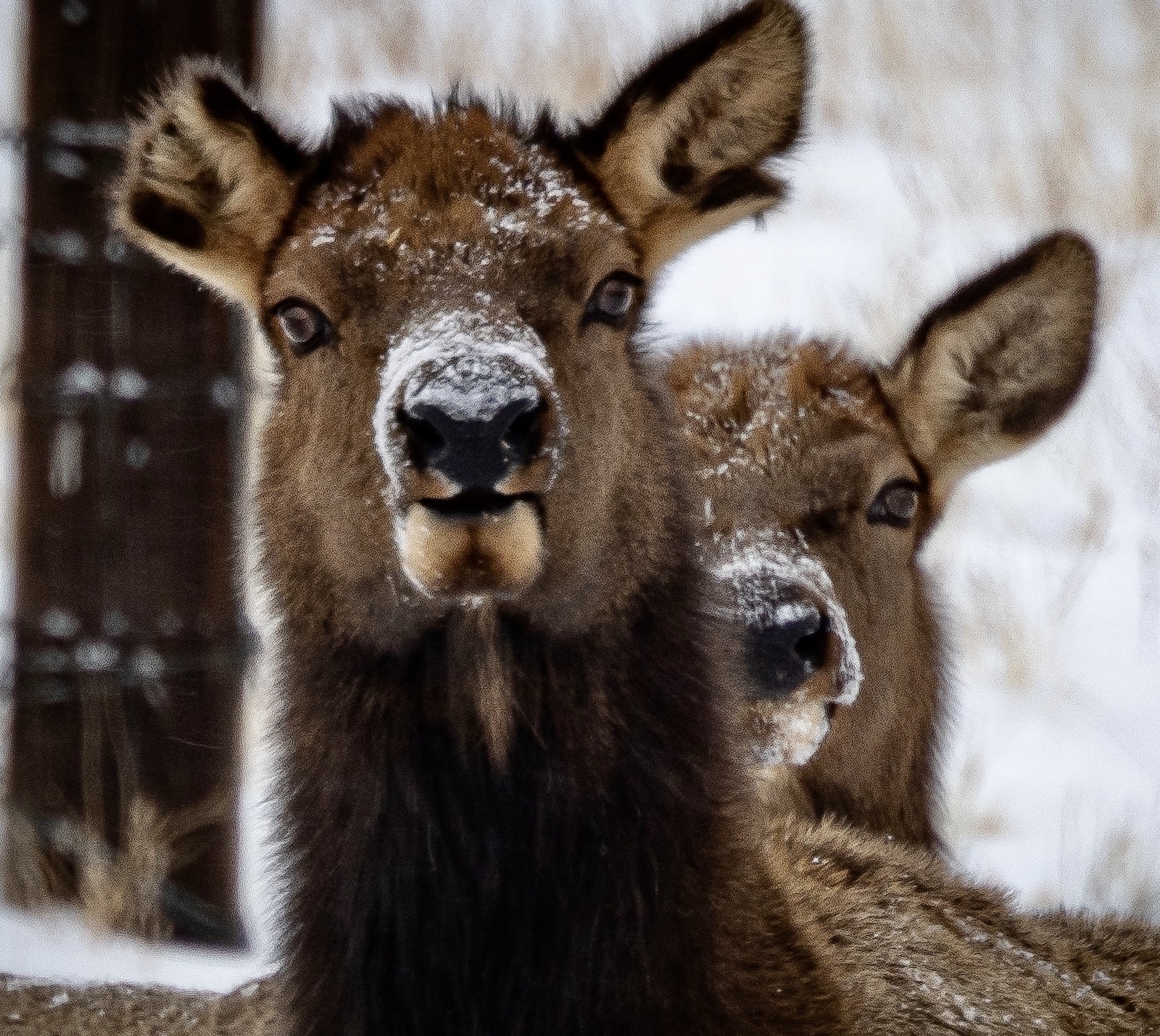 Two elks in Park County Colorado