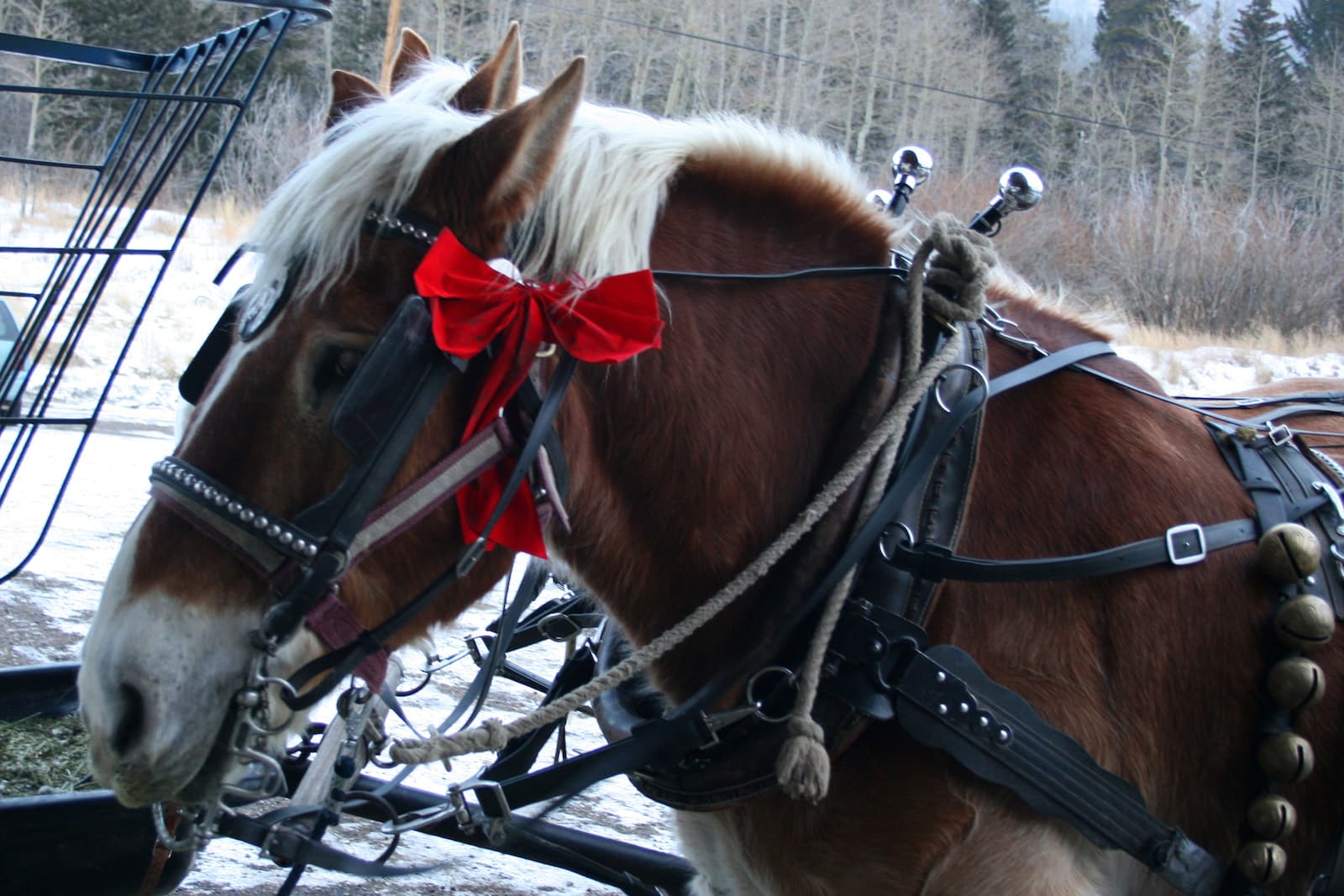 Sleigh Rides Aspen Lodge Estes Park CO