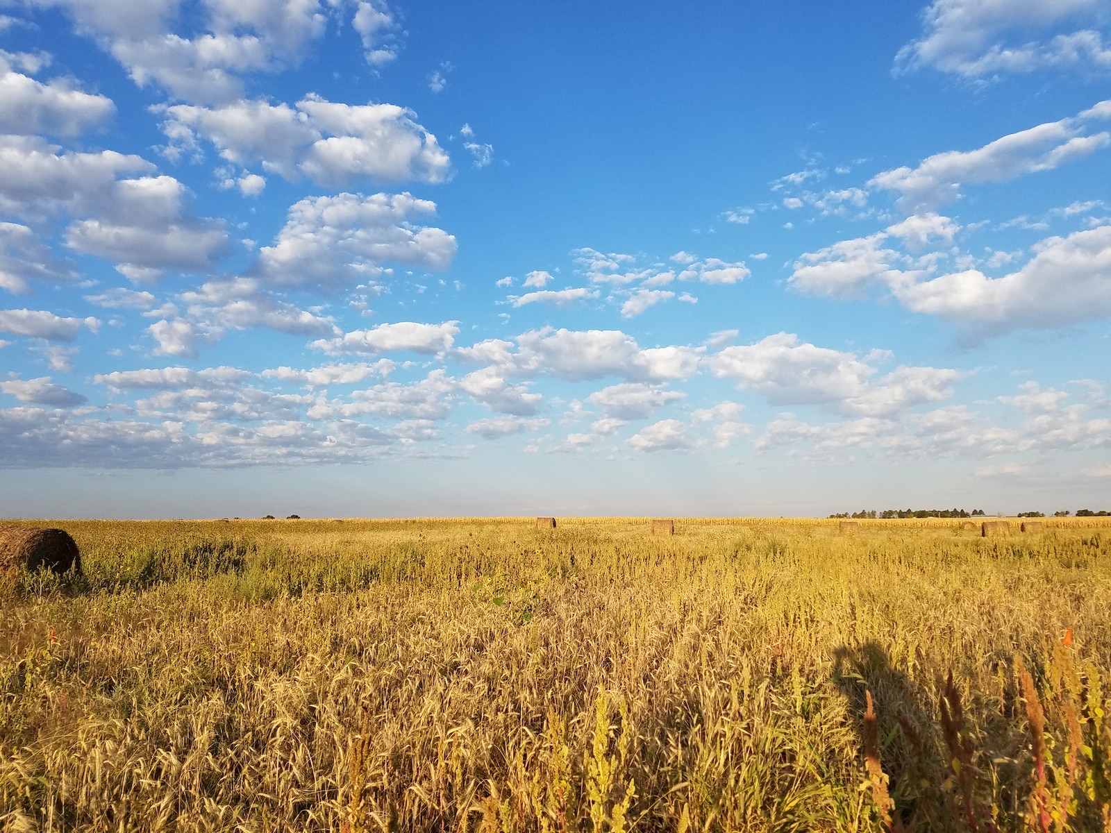 Sterling CO Farm Field